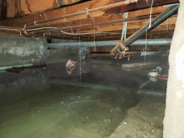 Best Professional water damage repair  in Orlovista, FL