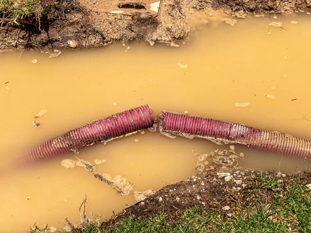 Best Flood restoration services  in Orlovista, FL