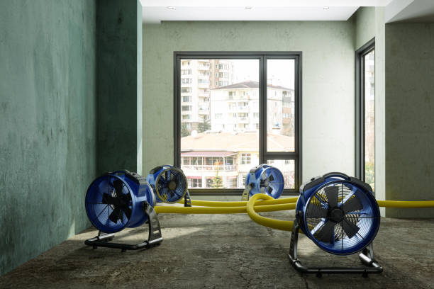 Best Flood damage cleanup  in Orlovista, FL